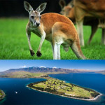 Australia and Newzealand
